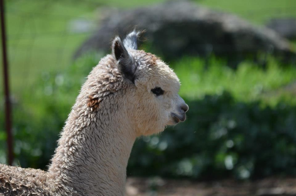 Epic Alpacas Bacchus ARI 32305791