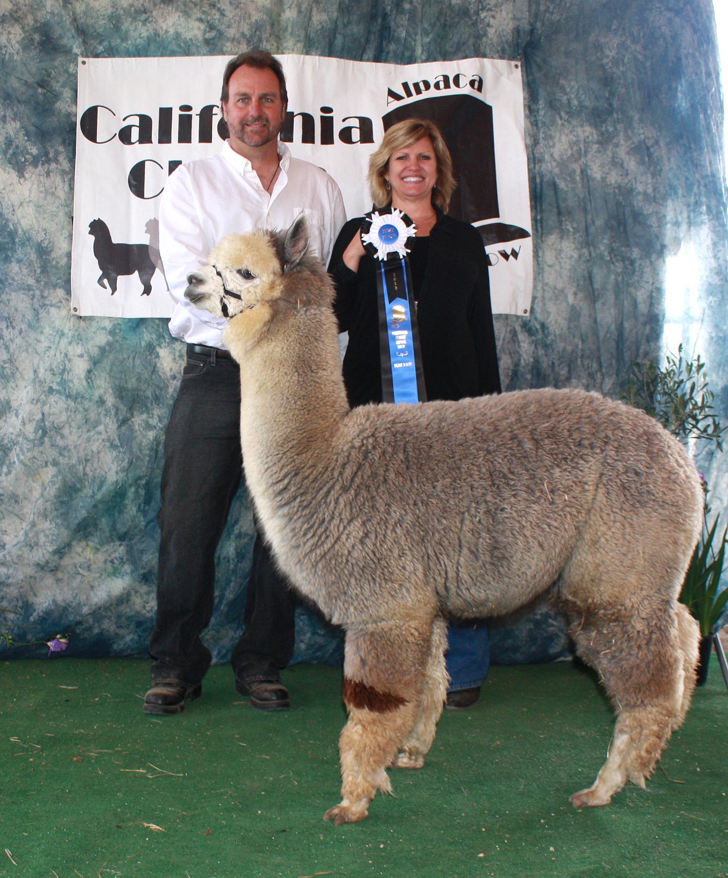 Epic Alpacas Silver Socrates