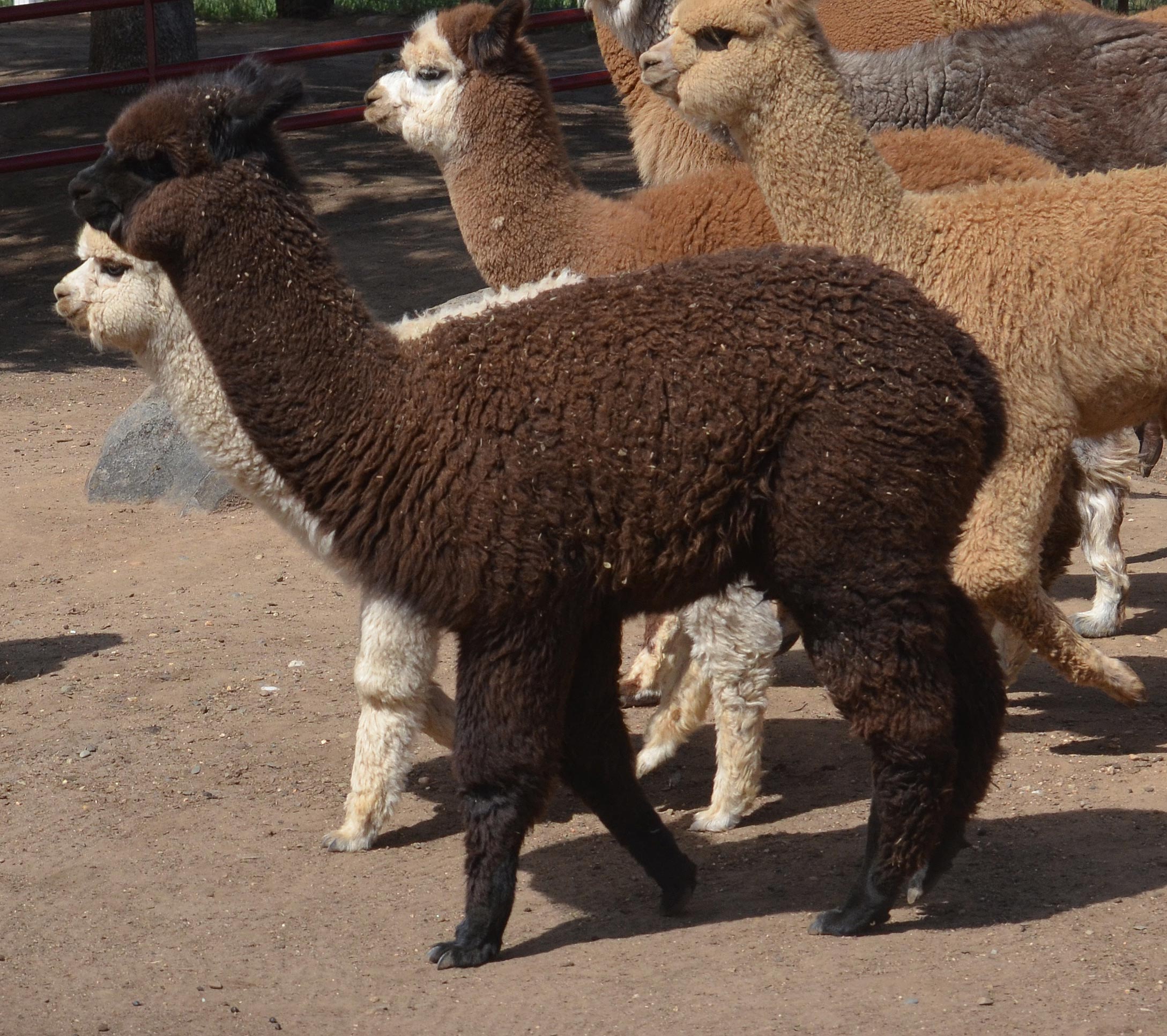 Epic Alpacas Antigone
