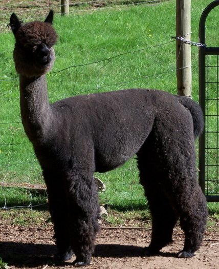New Herdsires Join the Epic Alpacas Herd