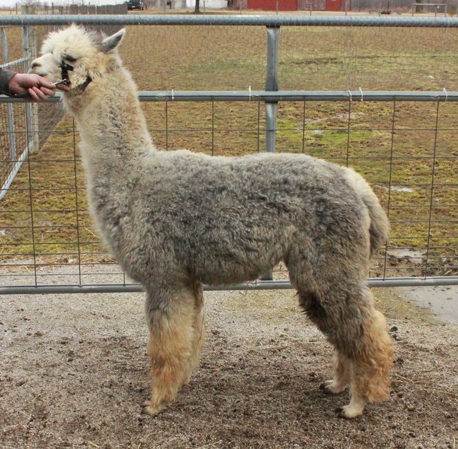 Spring Additions - New Champion Herdsires...