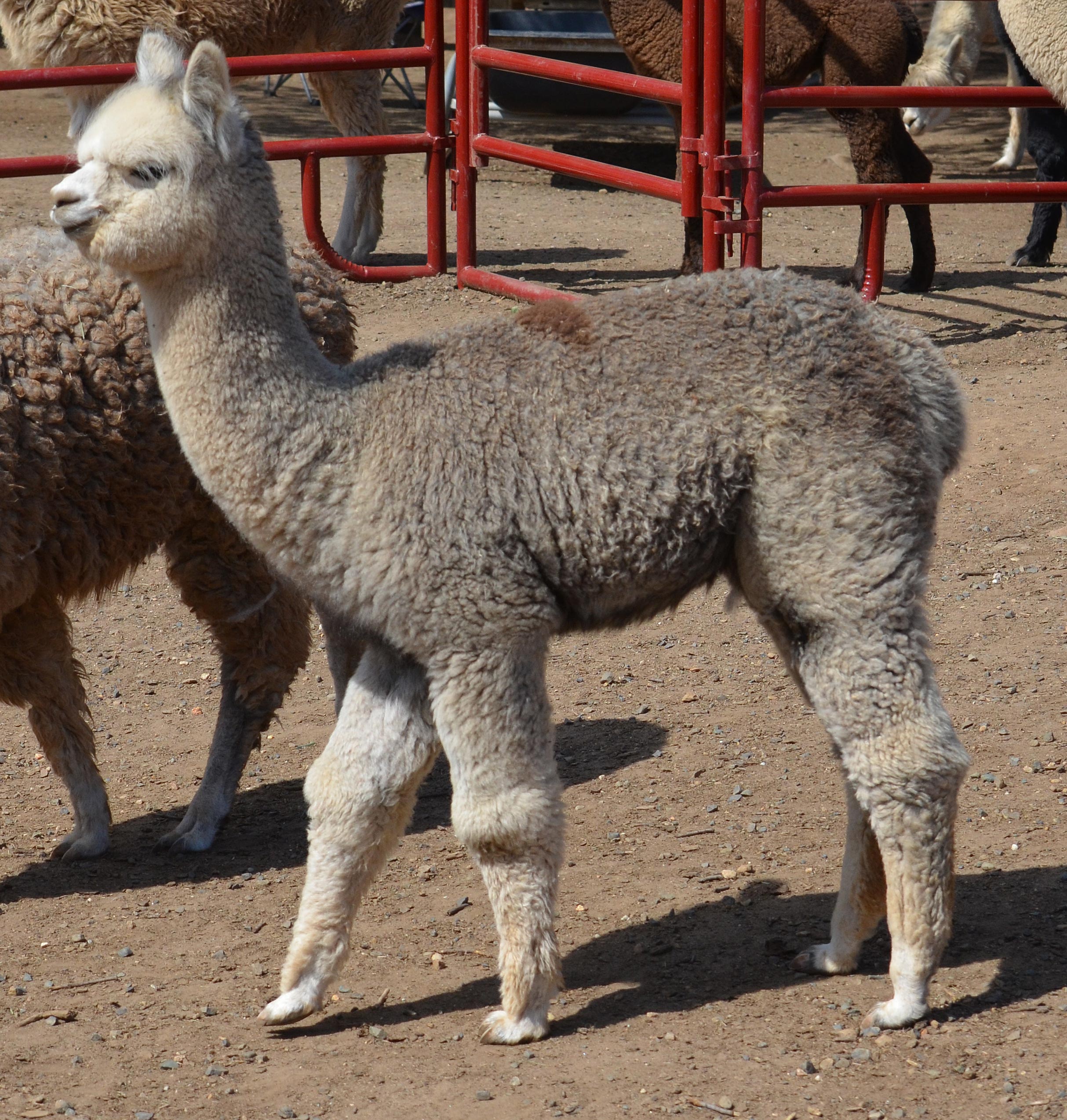 Epic Alpacas Athena  ARI 32532906