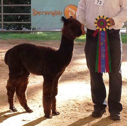 Epic Alpacas Callum ARI 32736267