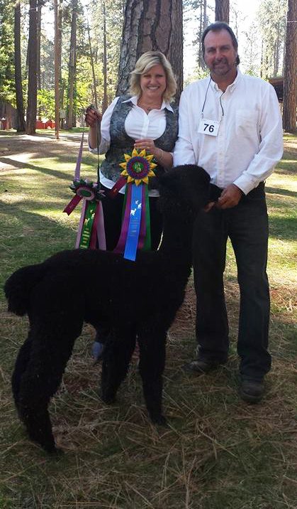 Epic Alpacas Wicked Tinker  ARI 32532814