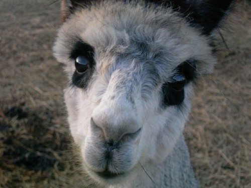 Luna of Cimmaron ARI 31380393