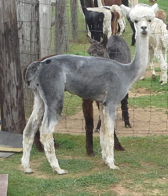 Epic Alpacas Daenerys ARI 32373424