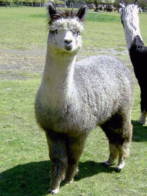 Alpaca Knights Argentina ARI 1225372