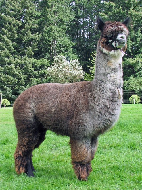 Sonshine Alpaca's Madeira ARI 32307757