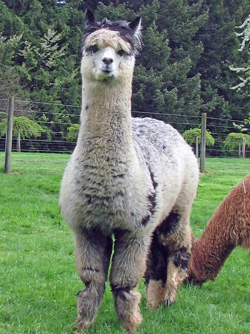Sonshine Alpaca's Mercedes ARI 32088120