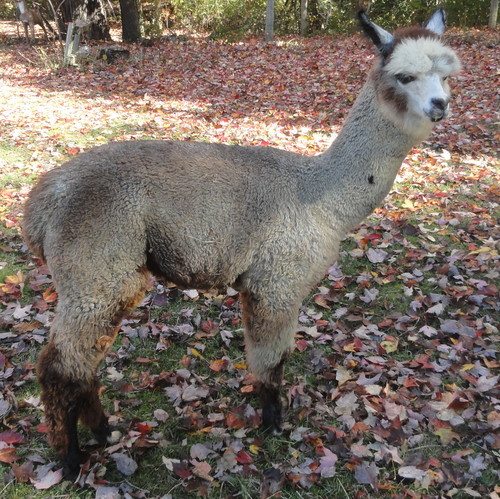Epic Alpacas Guinevere ARI 32705874