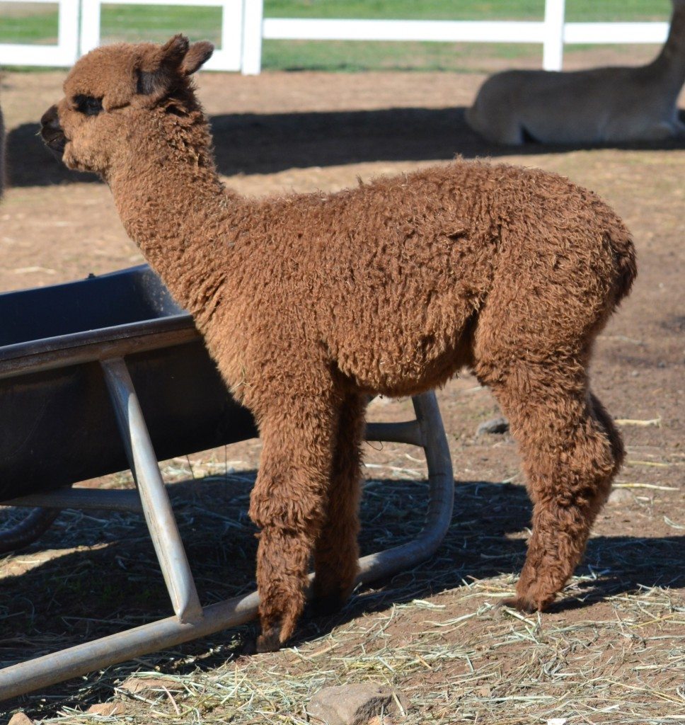 Epic Alpacas Avenger ARI 35197058