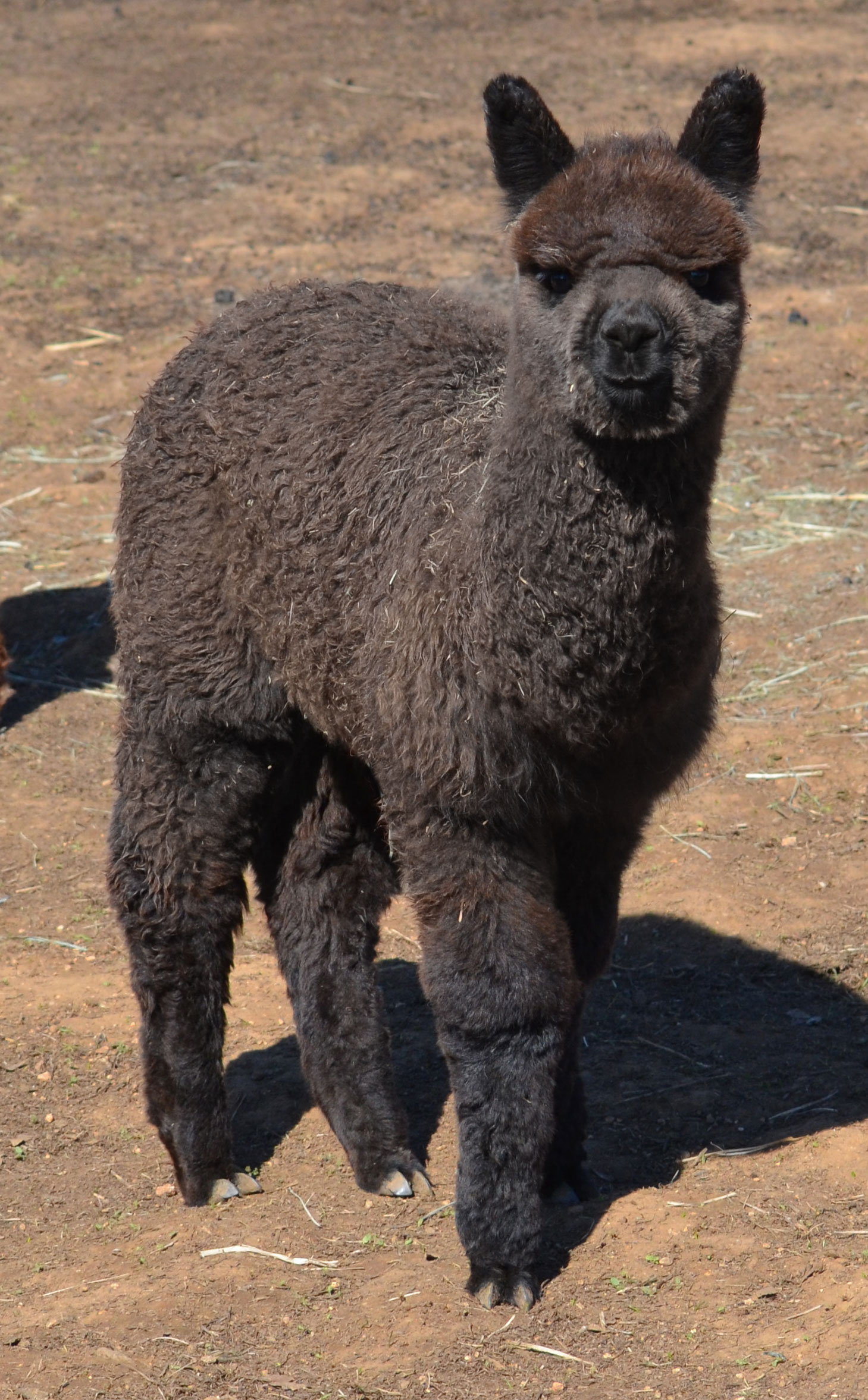 Epic Alpacas Baratheon ARI 35244080