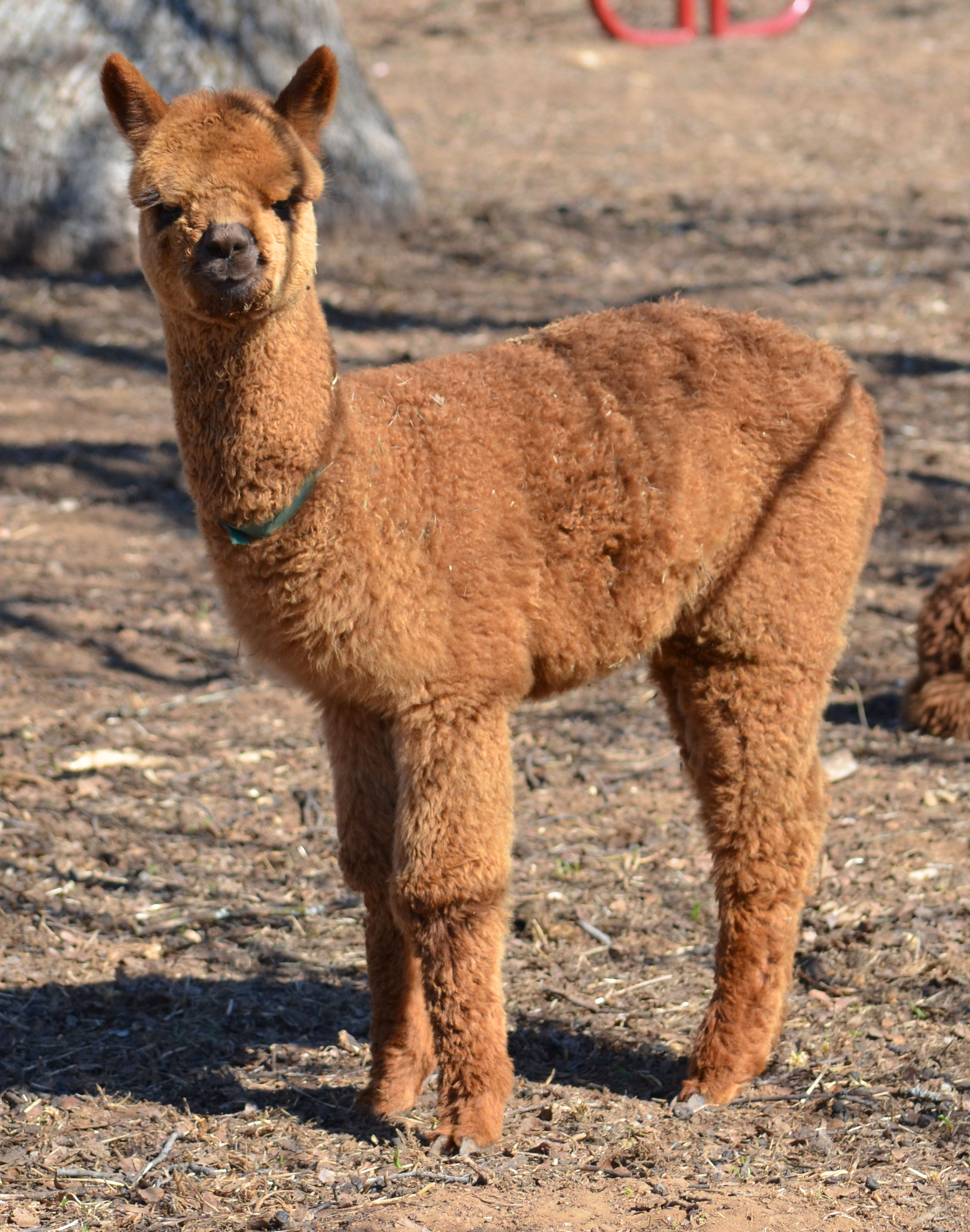 Epic Alpacas Karnak ARI 000000