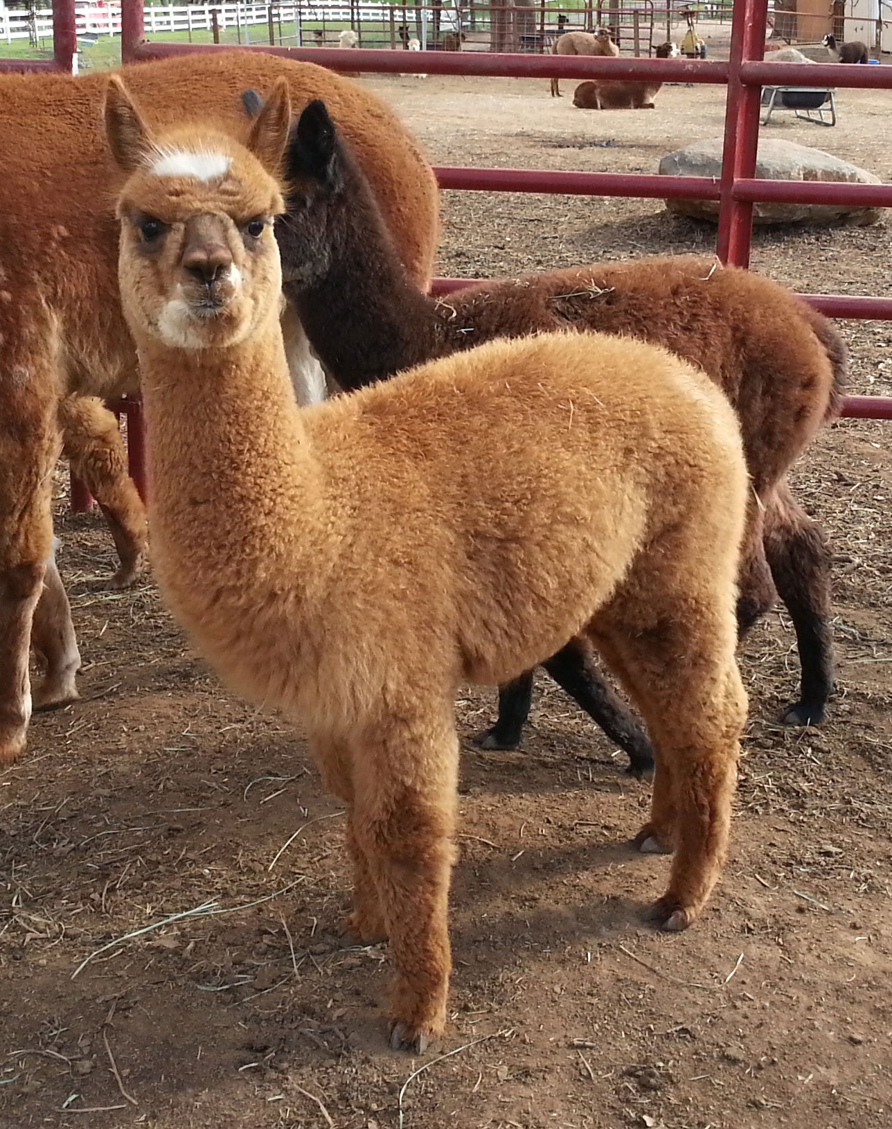 Epic Alpacas Lazarus ARI 000000