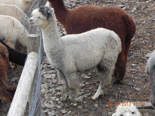 SageHillFarms Fantazan ARI 32155082