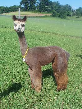 Ore Hill Isis ARI 31829939