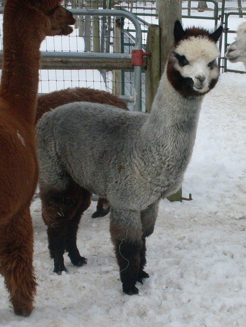 Epic Alpacas Qleopatra ARI 35035398