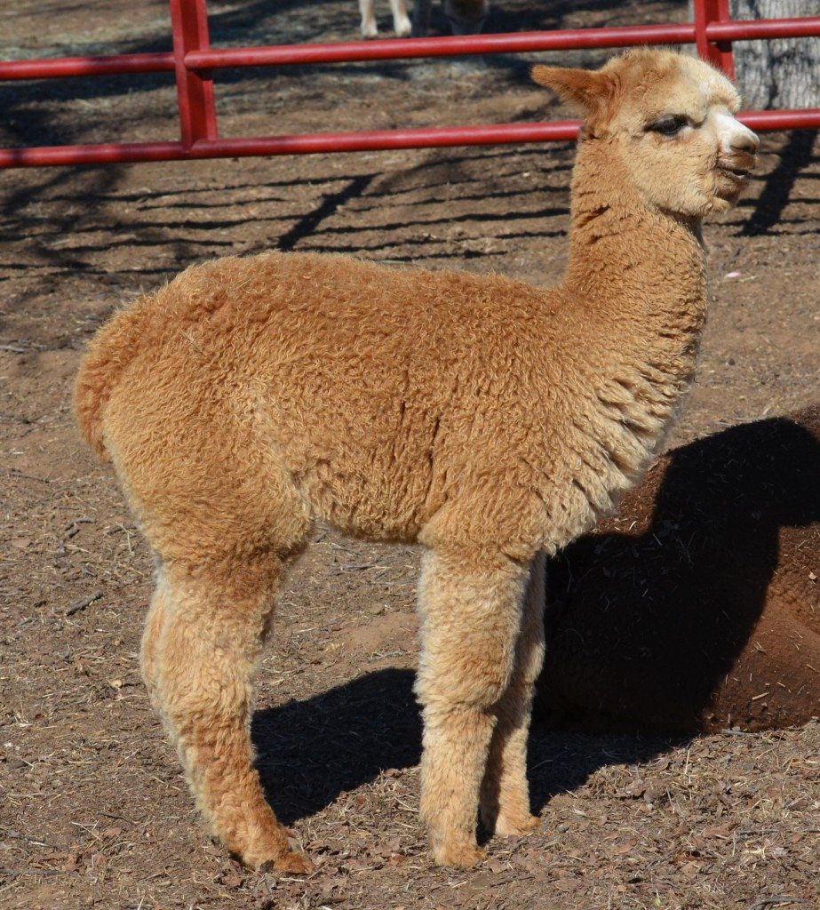 Epic Alpacas Ragnarok ARI 00000000