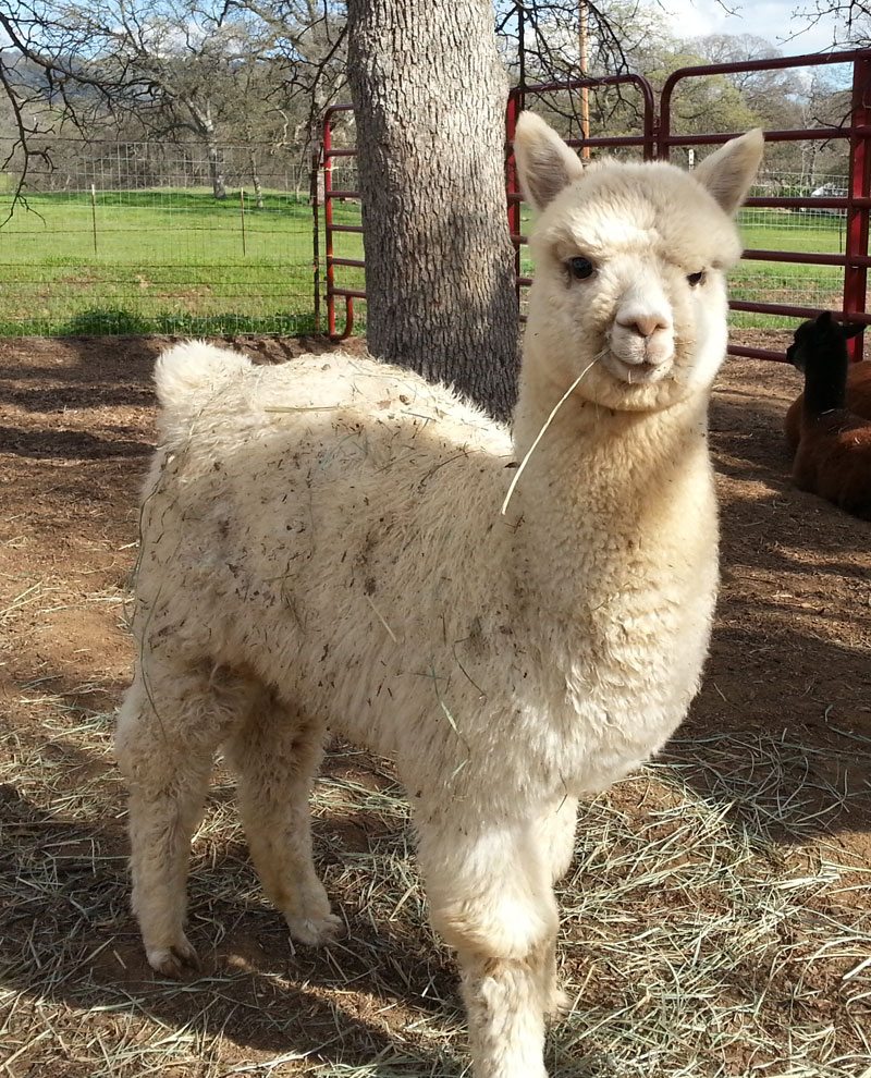 Epic Alpacas Sherman ARI 00000000