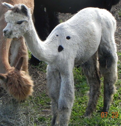 Epic Alpacas Silver Sage ARI 00000000