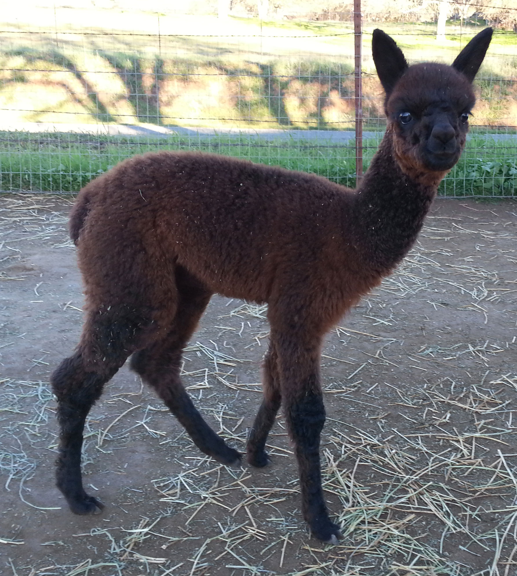 Epic Alpacas Starlord ARI 00000000