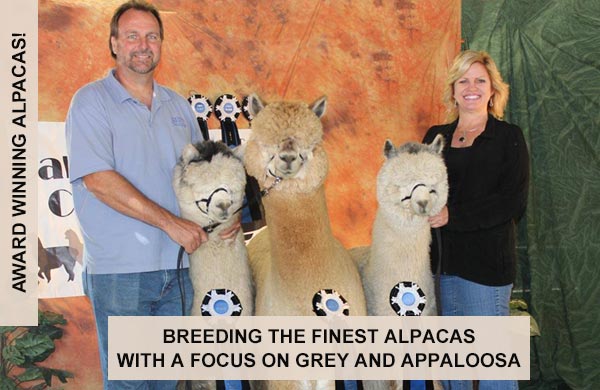 Award Winning Alpacas