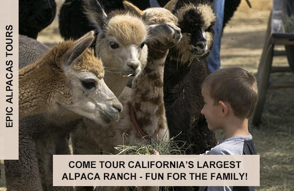 Epic Alpacas 
		Tours