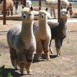 Three boys from herdsire Silver Fox - Socrates, Bacchus and Magi